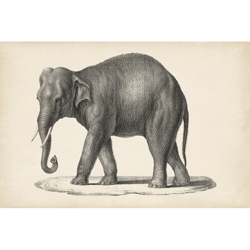 Brodtmann Elephant - Painting, 51 cm H x 76 cm W, Black Floater Frame