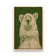 Reproduction d'art «Kodiak Bear» par Andrew Henry-1134343542-1134343552