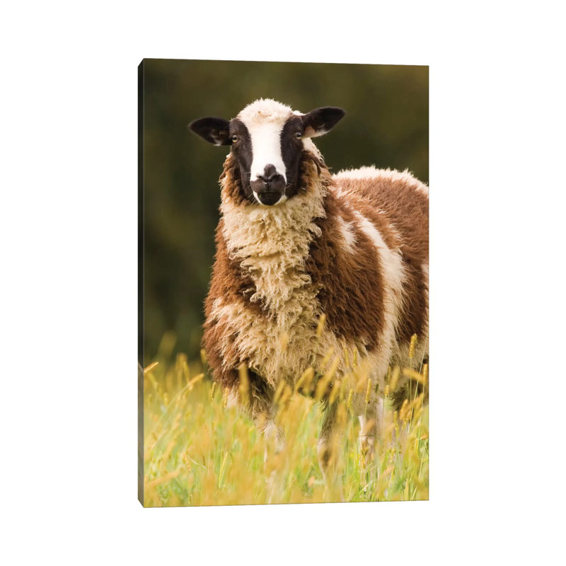 Dorset Sheep In A Pasture, Galena, Illinois, USA by Janet Horton - Wrapped Canvas Print, 66.04cm H x 45.72cm W x 1.905cm D