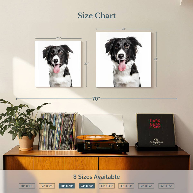 Border collie Brampt, H 24 po x l 24 po