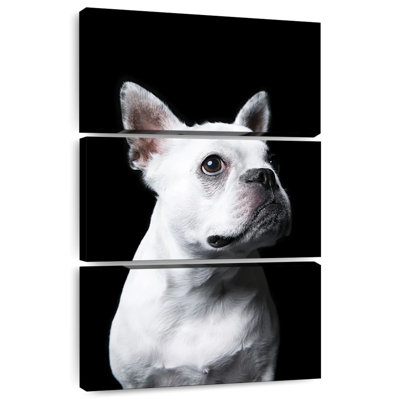 Brampt White French Bulldog