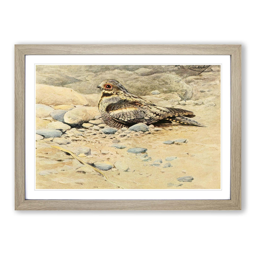Vintage Nightjar by Wilhelm Kuhnert - Framed Print