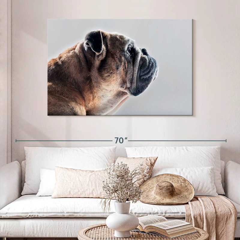 Profil latéral du chien Brampt, H 32 po x l 48 po
