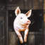 Sourire de cochon - reproduction encadrée mat pour décor de salon