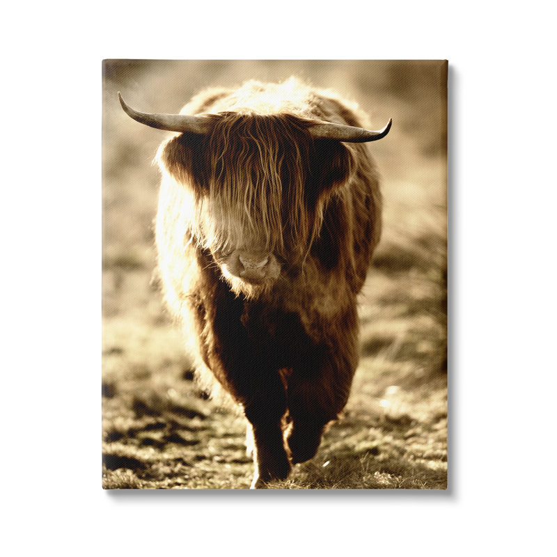 Sunlit Highland, Longhorn, bovin, campagne, campagne, Toile tendue, H 20 po x l 16 po x P 1,5 po