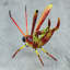 Figurine alebrije en bois de cricket Susanna