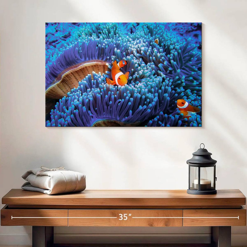 Bali sea anemone clownfish Aletra, H 16 po x l 24 po