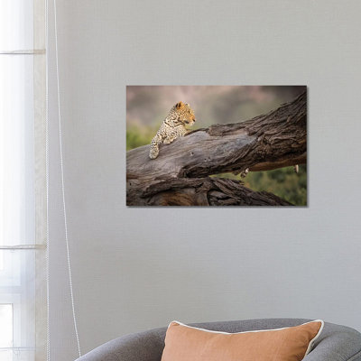 Africa, Kenya Leopard Resting On Dead Tree by Jaynes Gallery - Wrapped Canvas Print