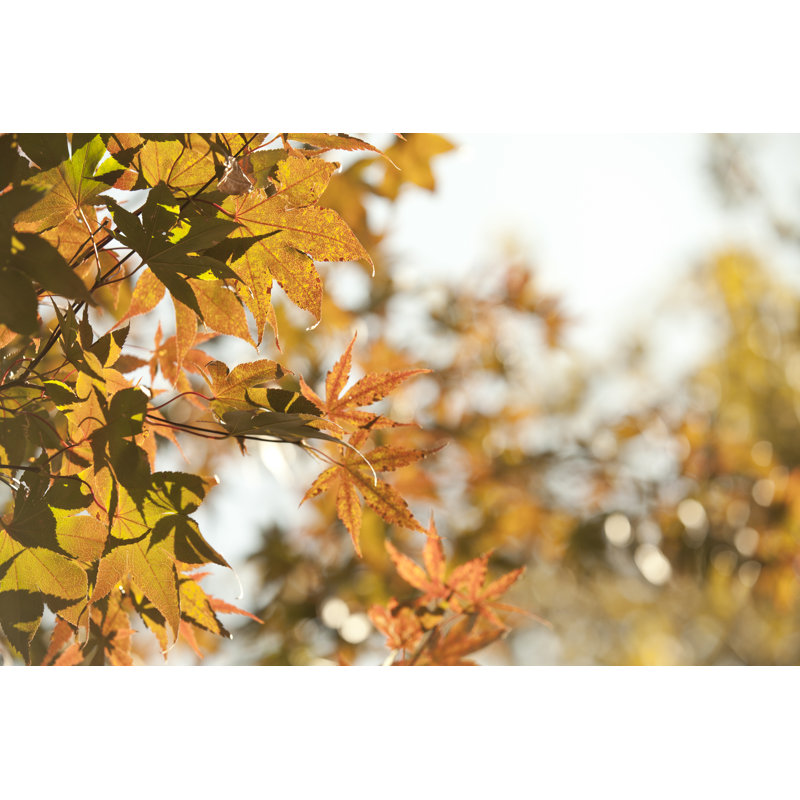 Autumn Leaves by JaysonPhotography - Wrapped Canvas Print, 30cm H x 46cm W