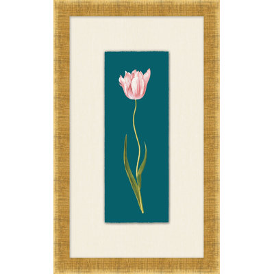Tulipa Gesneriana 2 Print by Lillian August