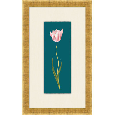 Tulipe Gesneriana 2