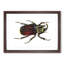 Typhon Beetle by George Shaw - Framed Print-55641744-55641750