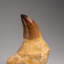 Genuine Mosasaur Tooth With Root From Morocco (135.2 Grams)