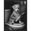 «Good Boy Dog Potty» par Hostetter, reproduction d'art sur toile encadrée-1540234390