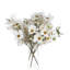 Daisy Arrangement-36910885