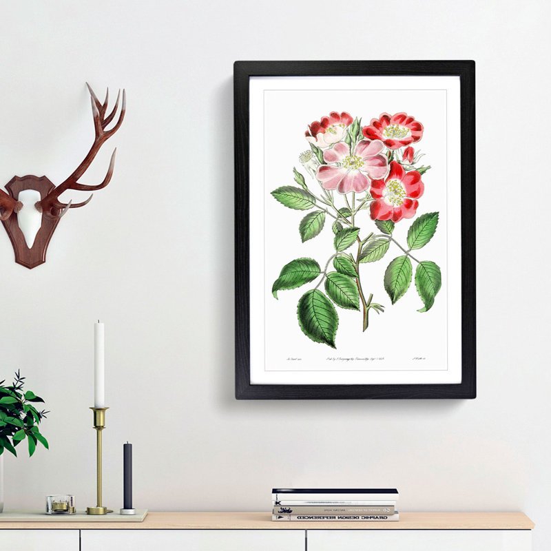 Pink Rose Clare Flowers - Framed Print, 36cm H x 27cm W x 2cm D, Black Framed