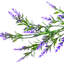 Arrangement floral lavande-88578024
