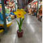 Statue de petit narcis en pot jaune