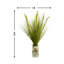 Dune en pot