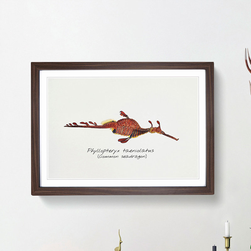 Illustration of a Common Seadragon by F.E. Clarke - Picture Frame Painting Print, 27cm H x 36cm W x 2cm D, Walnut Framed