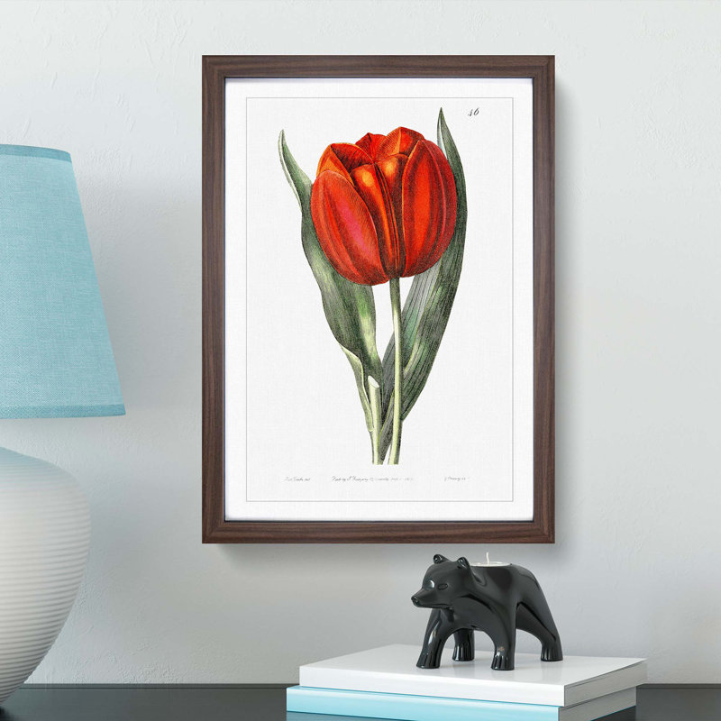Red Tulip - Framed Print, 36cm H x 27cm W x 2cm D, Walnut Framed