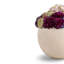 Evren Sedum Arrangement-841235685