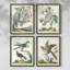 «Pastel Birds I», ensemble de 4 encadrés-109518764-109518763