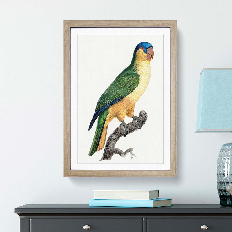 Black-Lored Parrot by F. Levaillant - Picture Frame Art Print, 65cm H x 48cm W x 2cm D, Oak Framed