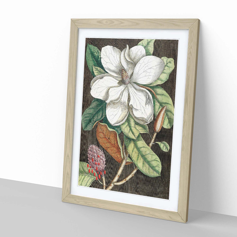 Laurel Magnolia Tree by Mark Catesby - Picture Frame Painting Print, Oak Framed, 36cm H x 27cm W x 2cm D