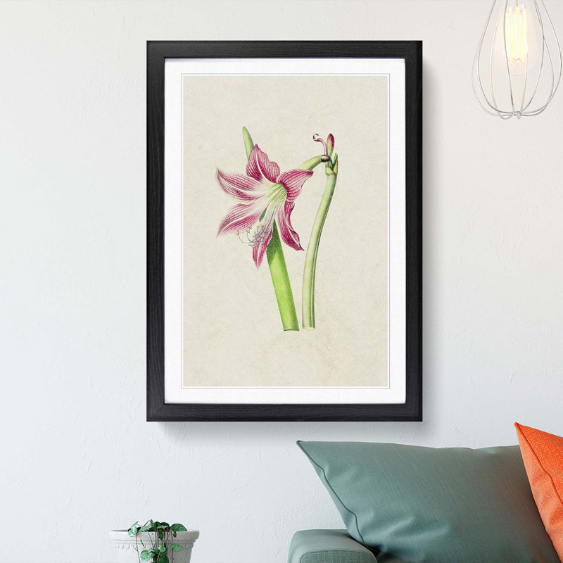 Pink Amaryllis Flower Illustration - Framed Print, 36cm H x 27cm W x 2cm D, Black Framed