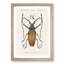 Beetle Illustration PL.11 by Charles D'Orbigny - Single Picture Frame Print-55543977-55543979