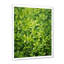 Herbes, thym, passage 1 - Art floral-1778332461-1778332454