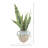 Snake Plant Arranged in Stone Vase