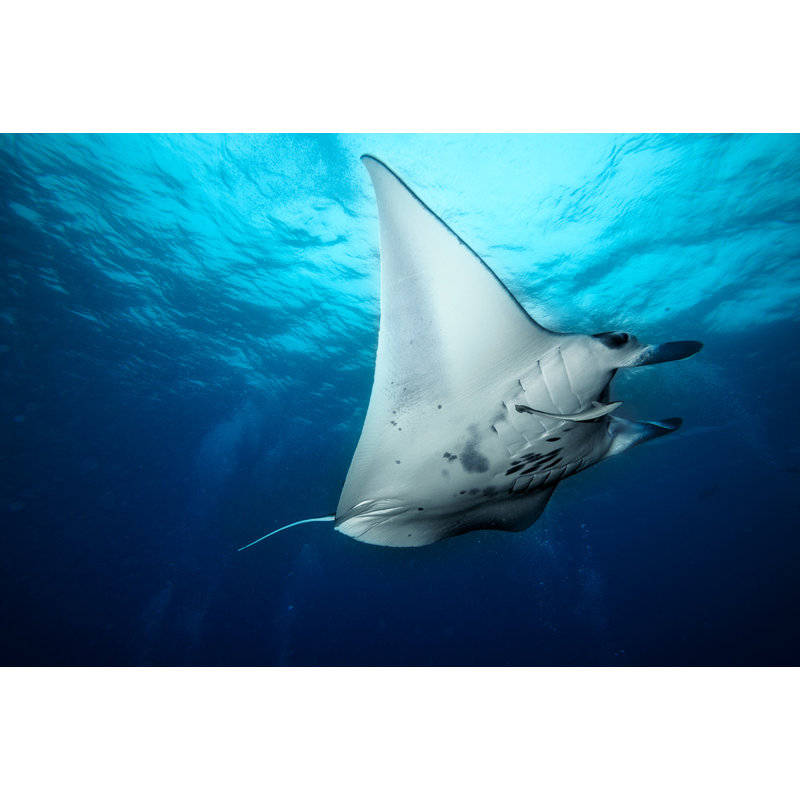 Wrapped Canvas Print, 50.8 cm H x 76.2 cm W