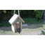 Ardem Wood Hanging Decorative Bird Feeder
