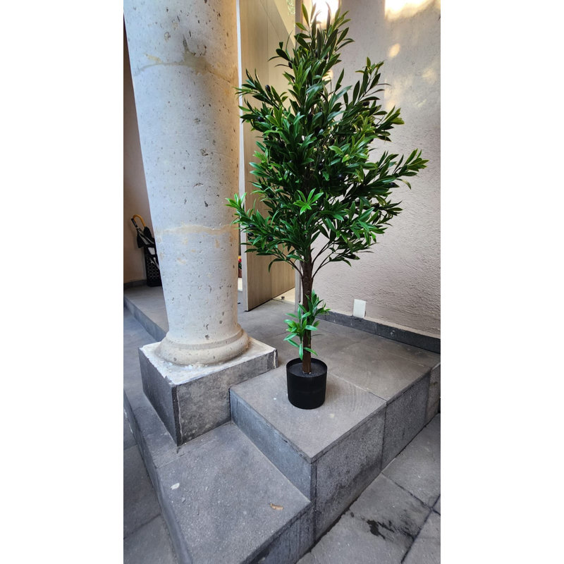 Olive Tree extérieur / intérieur