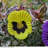 Chapple Decoration