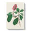 Bonapartes Flycatcher Bird by John Audubon - Wrapped Canvas-55362476