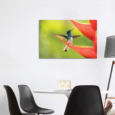 Costa Rica, Sarapiqui River Valley. Male White-Necked Jacobin on Heliconia. 1 Piece Wrapped Canvas Painting