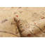 Tapis kaki clair Peshawar Oushak 5 pi 11 po x 8 pi 9 po