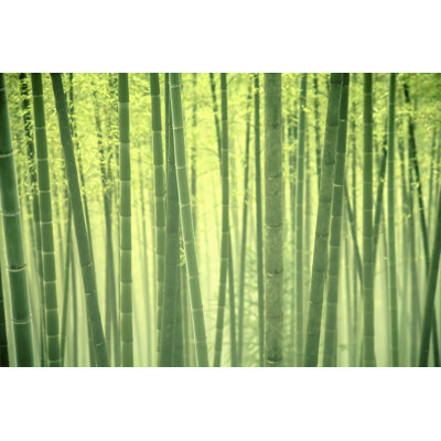 Andreanna Bamboo Forest - Wrapped Canvas Print