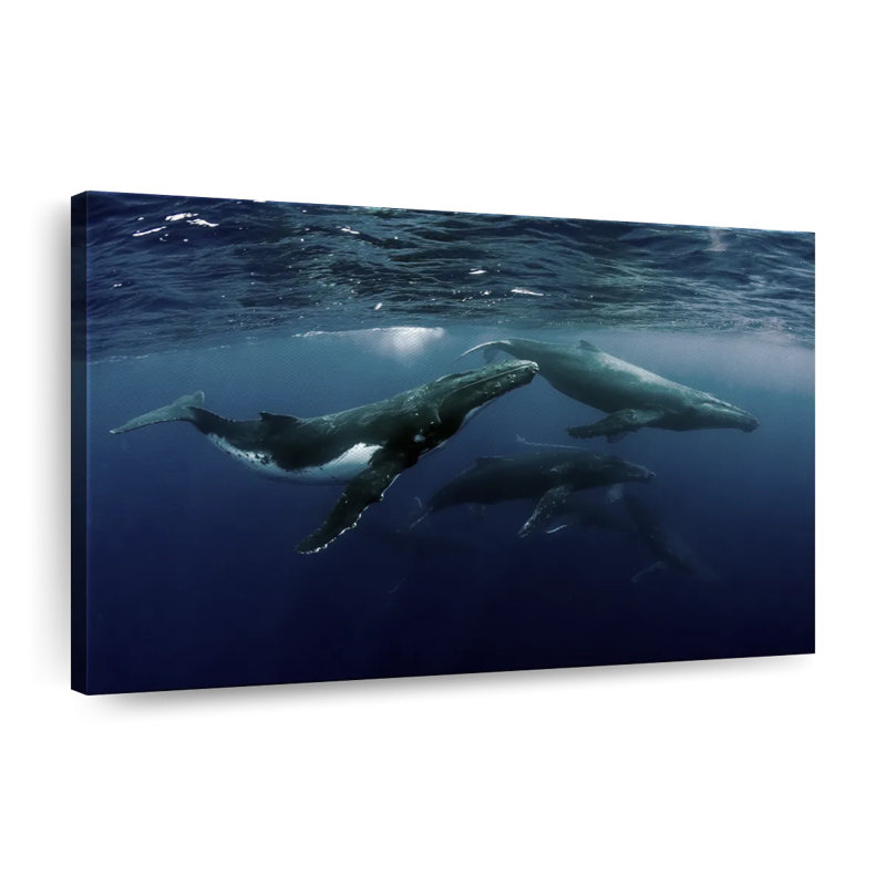 Baleines à bosse sur toile, H 8 po x l 12 po x P 1 po