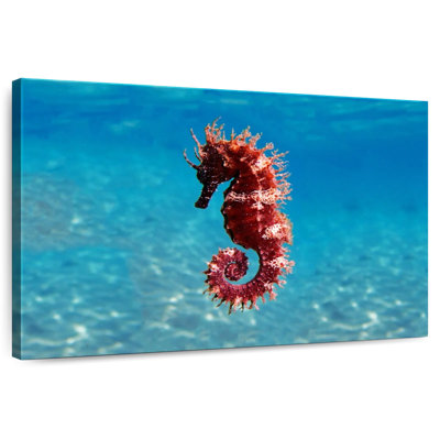 Brampt Mediterranean Seahorse