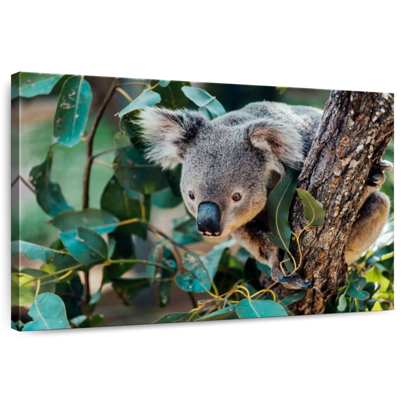 Australia Koala, 8" H x 12" W