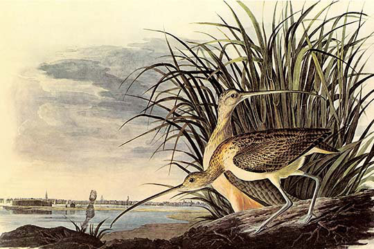 « curlew long-billed » par john james audubon, impression, H 28 po x l 42 po x P 1,5 po
