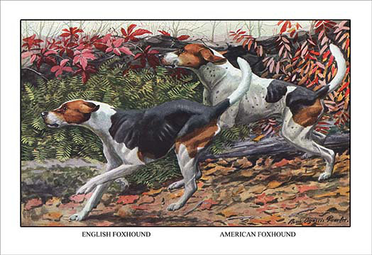 «English Foxhound and American Foxhound» par Louis Agassil Fuertes, impression, 24" H x 36" W