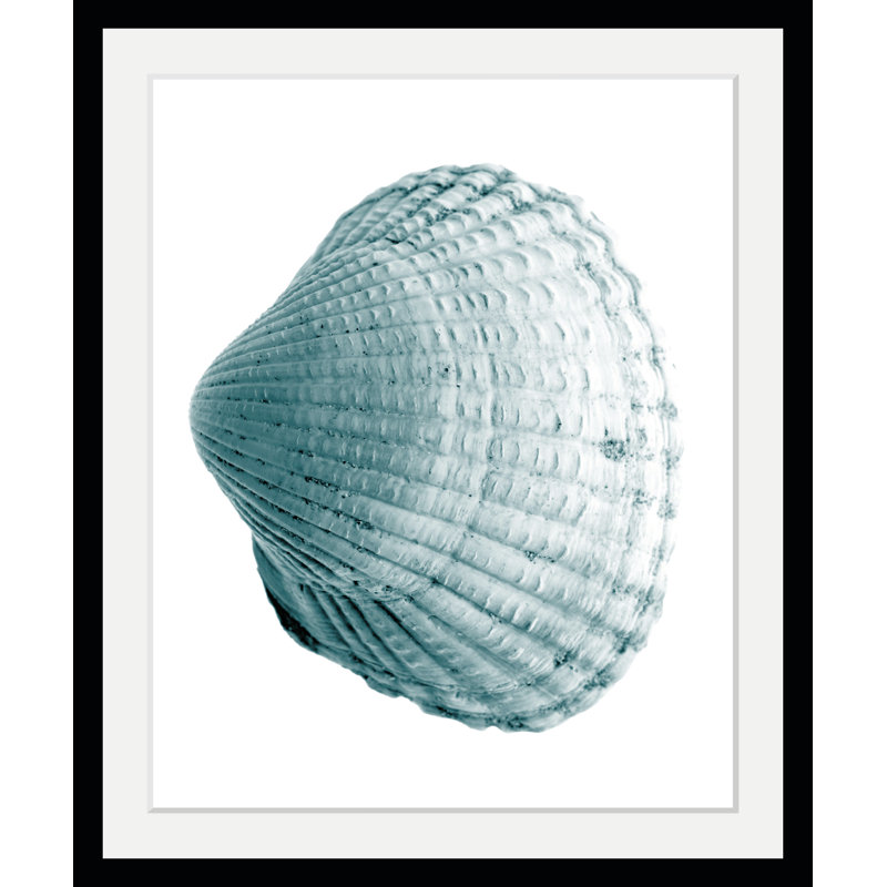 Shell - Single Picture Frame Print