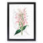 Pink Justicia Flowers - Framed Print-55616614-55616618