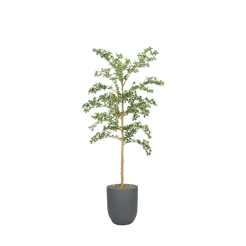 Shady Lady Tree in Medium Campbell Planter