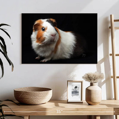 Tricolor Guinea Pig